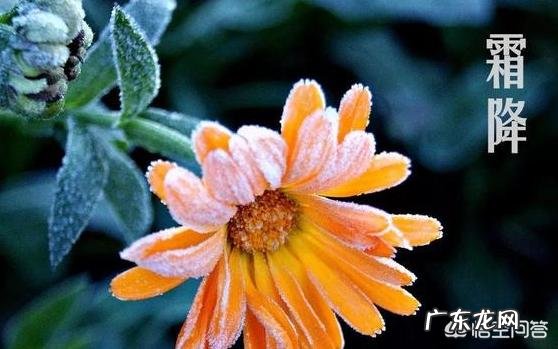 10月24日,就是“霜降”节气了,饮食上吃点啥好?又该如何养生,健康过冬?