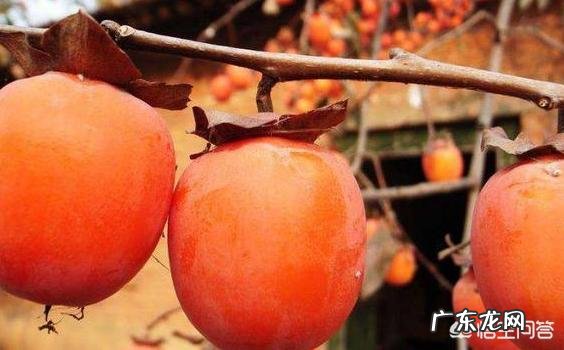 10月24日，就是“霜降”节气了，饮食上吃点啥好？又该如何养生，健康过冬？