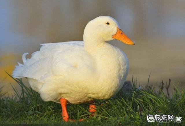 10月24日,就是“霜降”节气了,饮食上吃点啥好?又该如何养生,健康过冬?