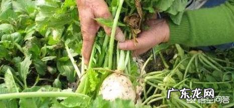 10月24日，就是“霜降”节气了，饮食上吃点啥好？又该如何养生，健康过冬？