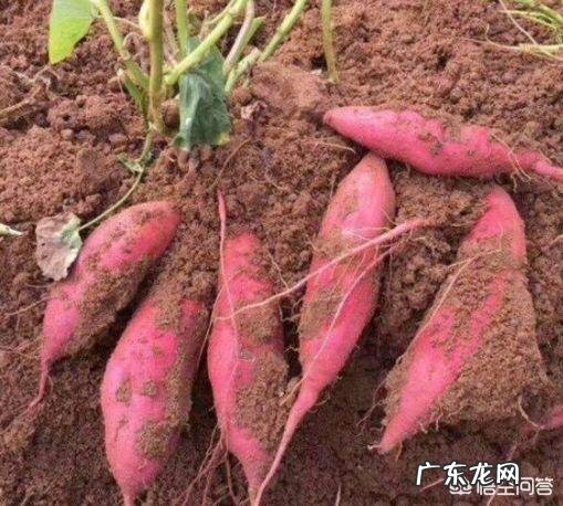 10月24日，就是“霜降”节气了，饮食上吃点啥好？又该如何养生，健康过冬？