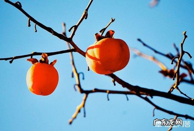 10月24日,就是“霜降”节气了,饮食上吃点啥好?又该如何养生,健康过冬?