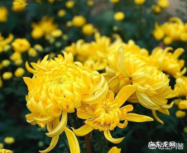 10月24日,就是“霜降”节气了,饮食上吃点啥好?又该如何养生,健康过冬?