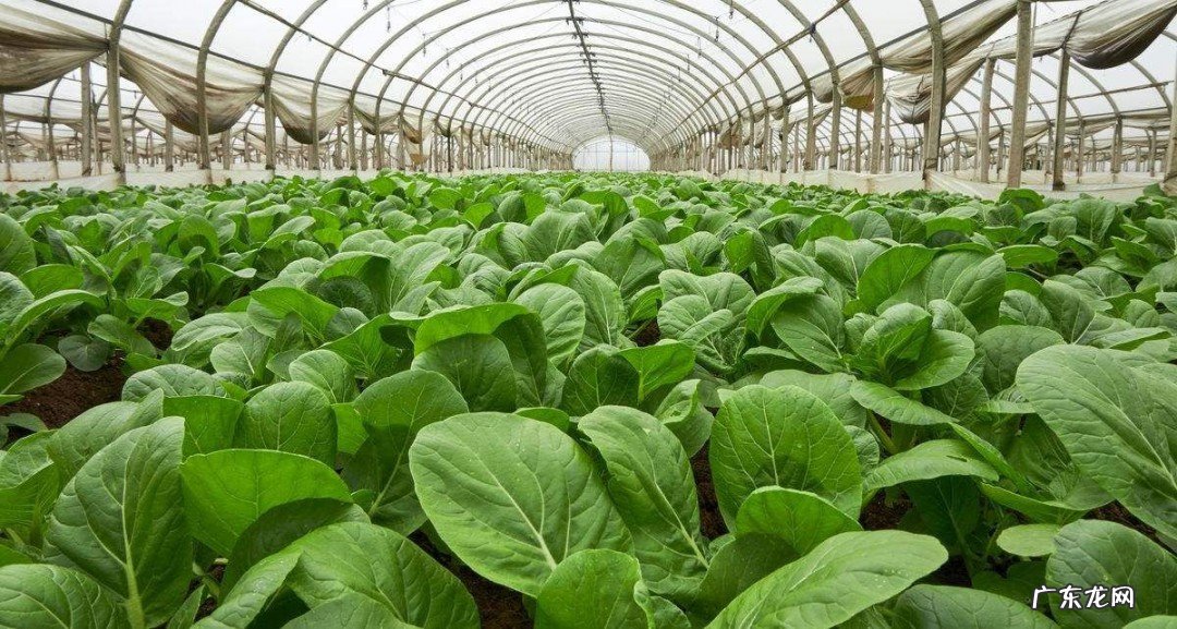 三月份大棚适合种什么菜