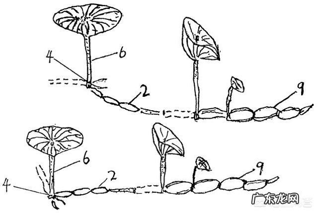 莲藕和红薯,哪个营养价值更高?