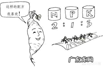 莲藕和红薯,哪个营养价值更高?