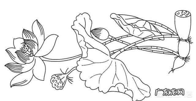 莲藕和红薯,哪个营养价值更高?