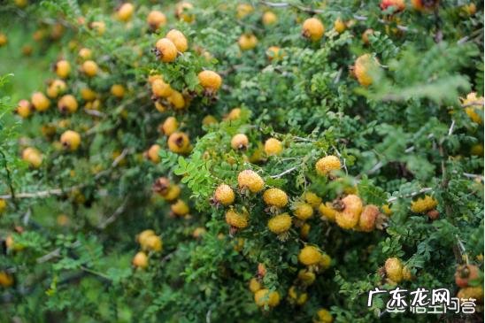 在贵州,维C之王野生刺梨,是否适合大面积种植?