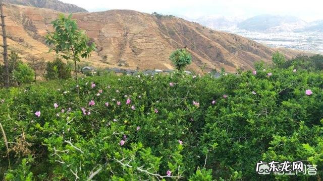 在贵州,维C之王野生刺梨,是否适合大面积种植?