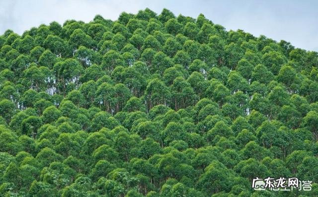 杨树、桉树对环境的危害到底有多大？