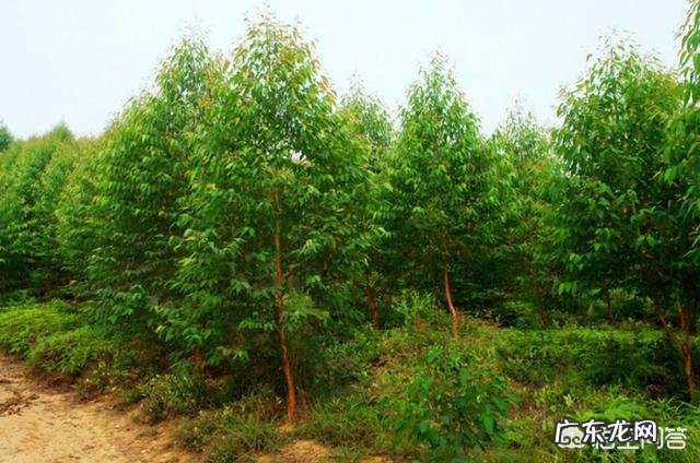 杨树、桉树对环境的危害到底有多大？