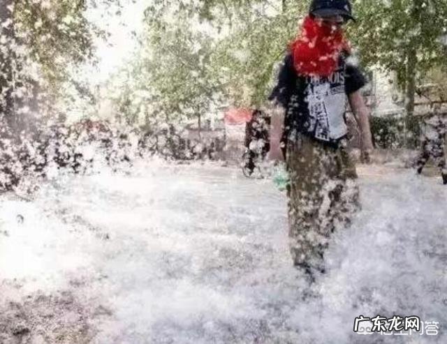 杨树、桉树对环境的危害到底有多大？