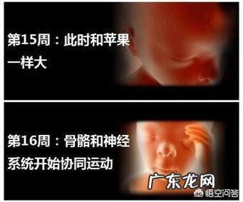 四个月的胎儿会动吗？