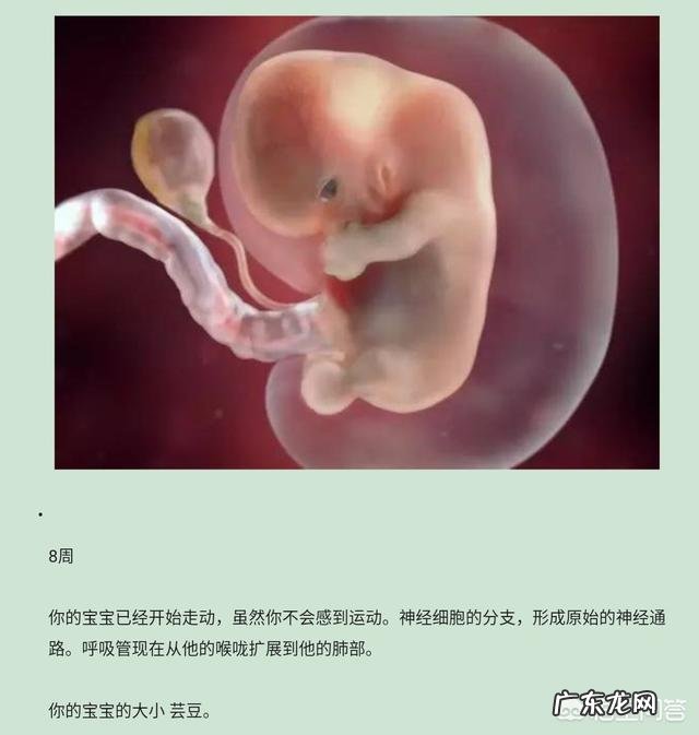 四个月的胎儿会动吗？