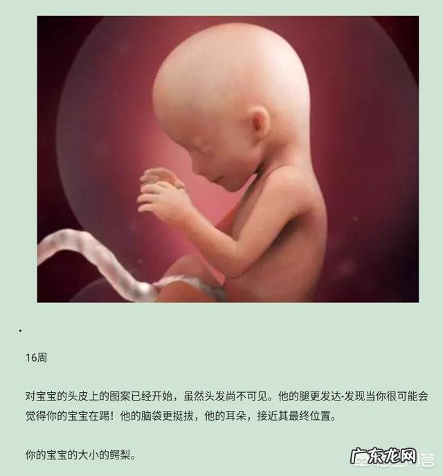 四个月的胎儿会动吗？