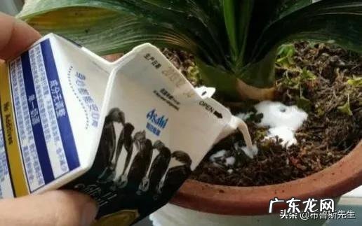 生活中关于牛奶都有哪些生活小窍门？