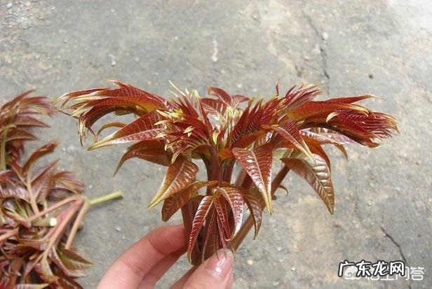 什么人不能吃香椿?