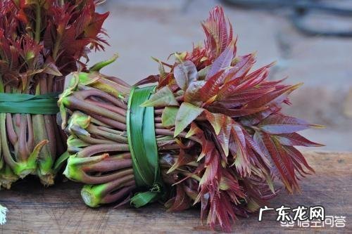 什么人不能吃香椿?