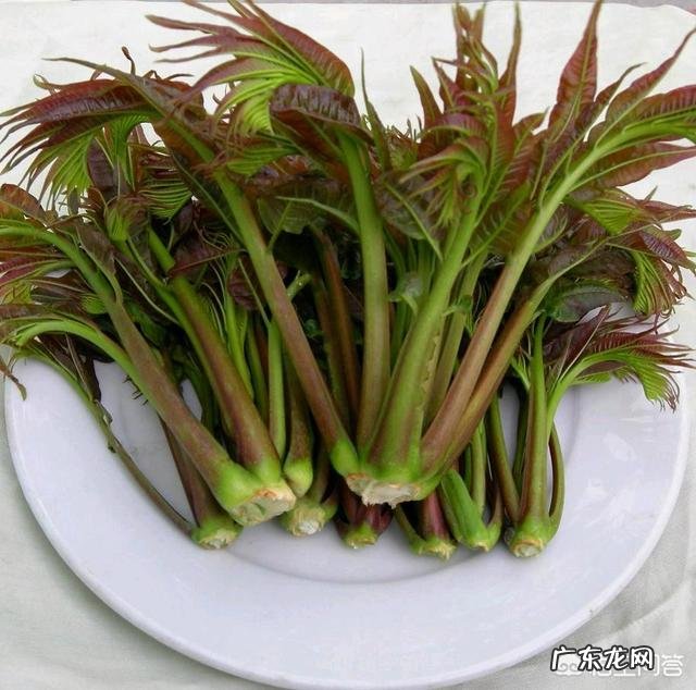 什么人不能吃香椿？