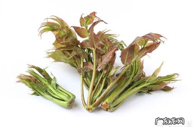 什么人不能吃香椿?