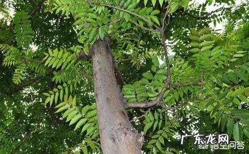 什么人不能吃香椿?