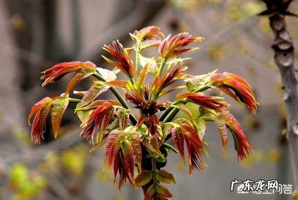 什么人不能吃香椿?