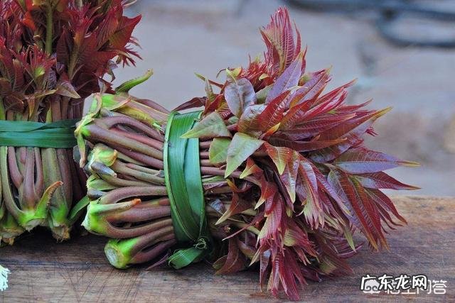 什么人不能吃香椿?