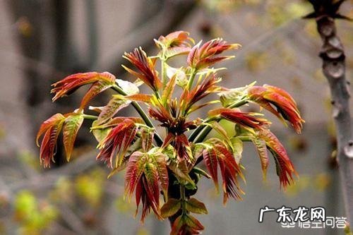 什么人不能吃香椿?