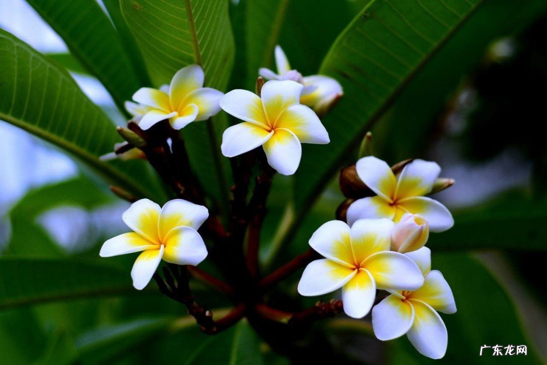 鸡蛋花的功效与作用