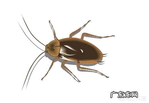 怎么快速有效的消灭蟑螂?