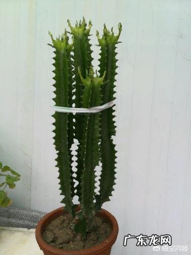 龙骨不开花，是怎么回事？