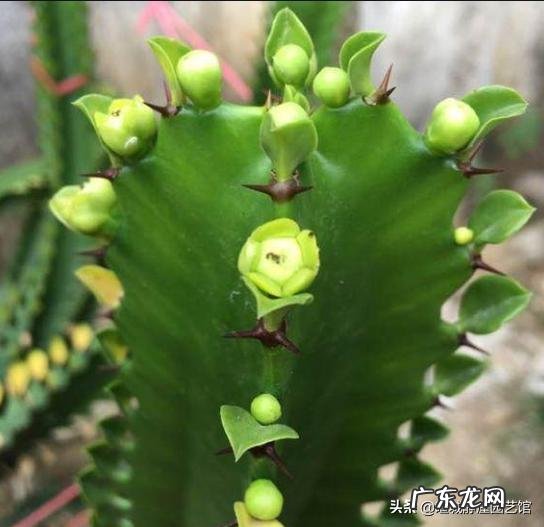 龙骨不开花,是怎么回事?