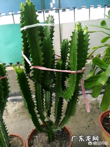 龙骨不开花，是怎么回事？