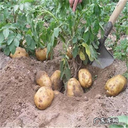 土豆的营养价值高吗?