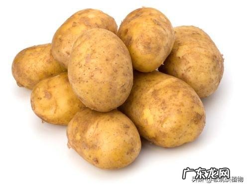 土豆的营养价值高吗?