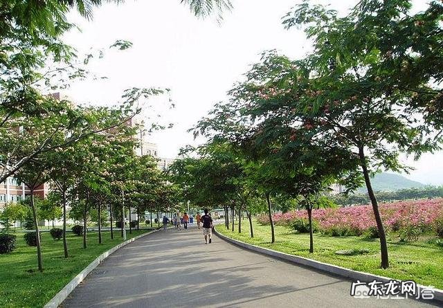 现在农村种什么树好?城市,道路绿化都需要?