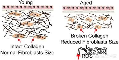 玫瑰果油买哪款好用?