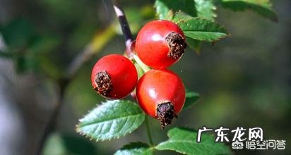 玫瑰果油买哪款好用?