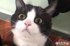 怎么画好彩铅动物画？