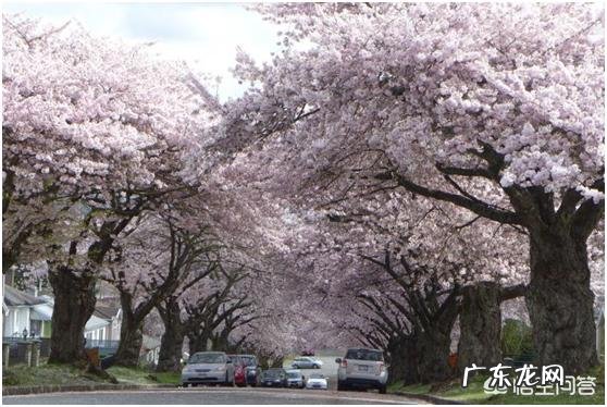 哪些树种可以做街道绿化树种?