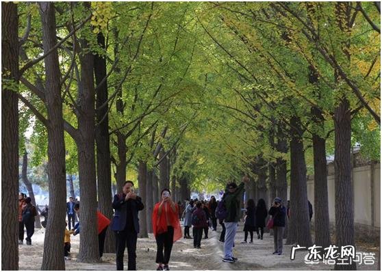 哪些树种可以做街道绿化树种?