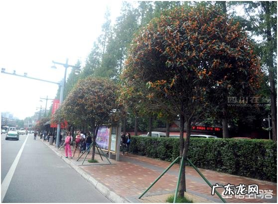 哪些树种可以做街道绿化树种?