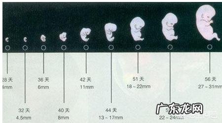 怀孕40天去做B超，可以检查出什么？