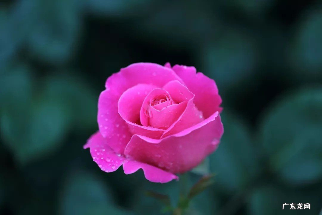 被称为花中皇后的是什么花