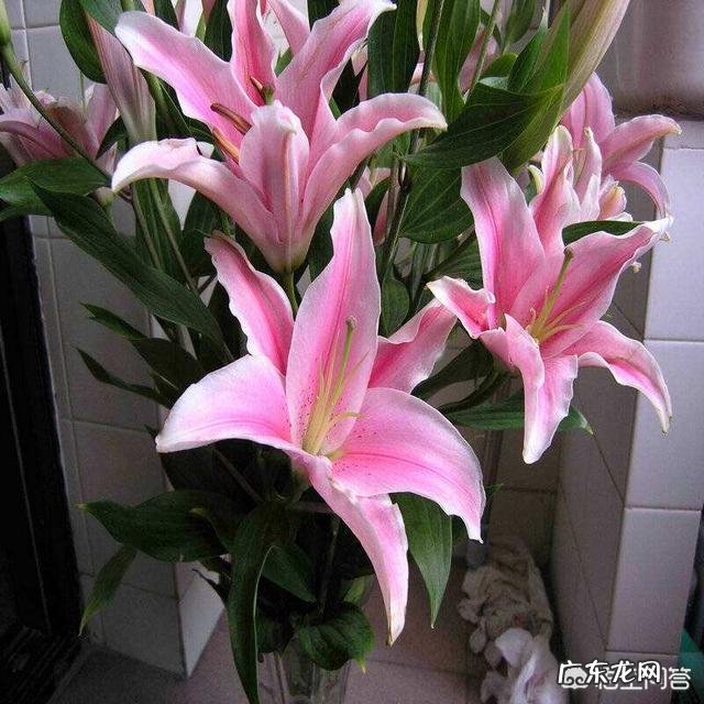 百合花开后如何养球、留种?