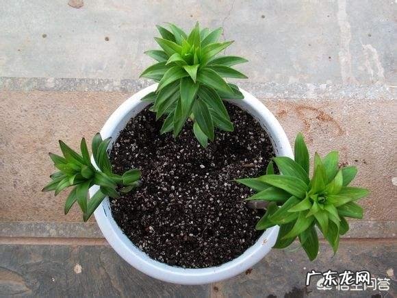 百合花开后如何养球、留种?