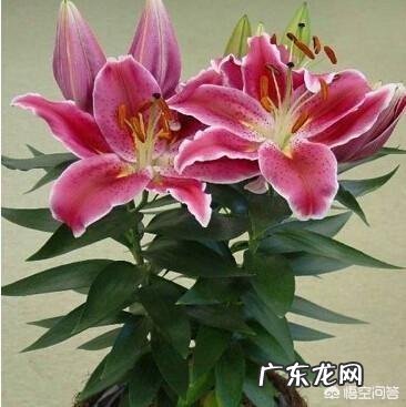 百合花开后如何养球、留种?