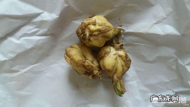 百合花开后如何养球、留种?