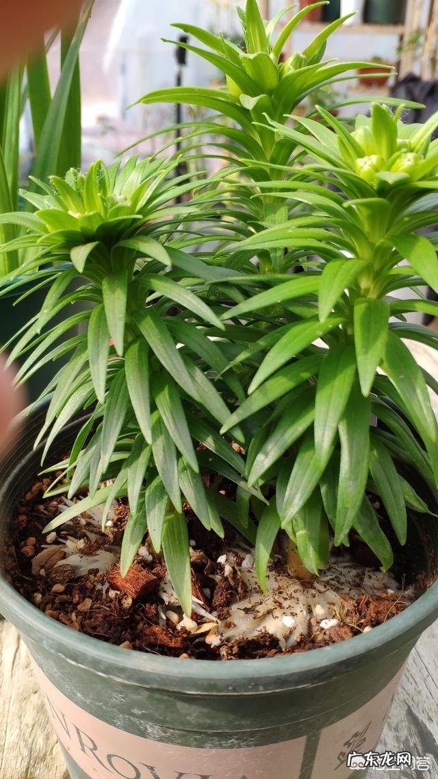 百合花开后如何养球、留种?