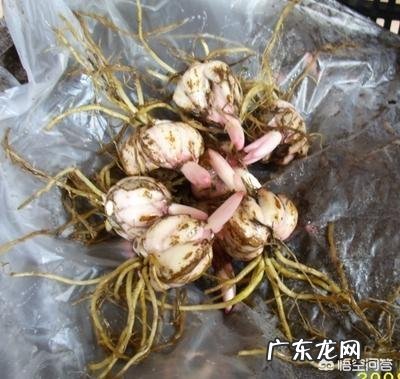 百合花开后如何养球、留种?